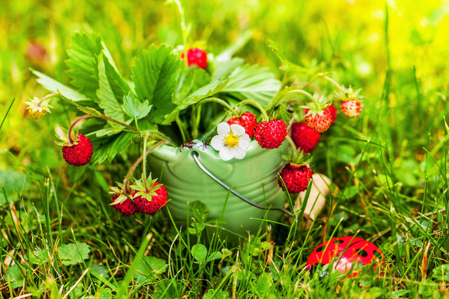 50 ALEXANDRIA STRAWBERRY Everbearing Alpine Fragaria Vesca Red Berry Fruit White Flower Seeds