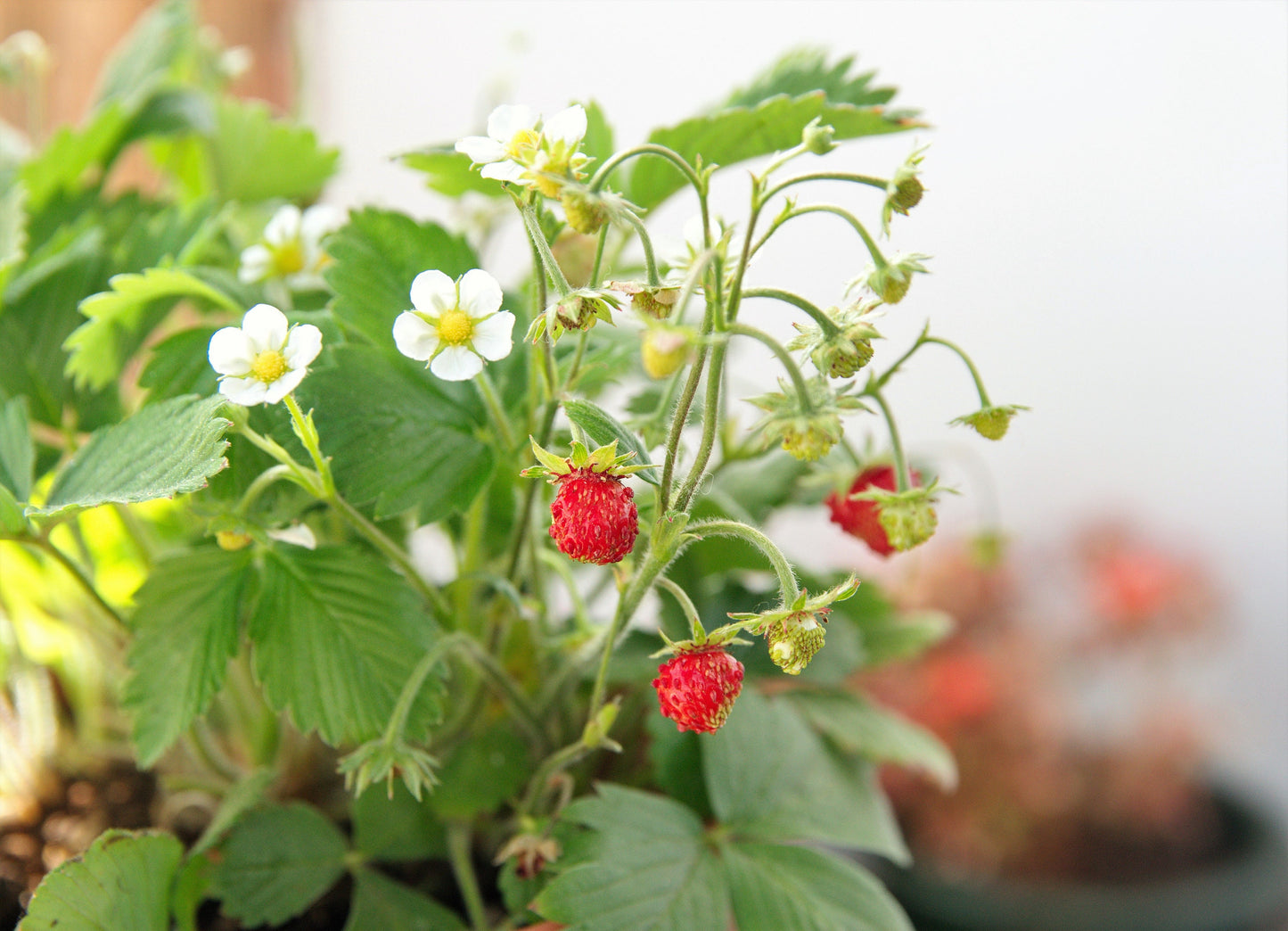 50 ALEXANDRIA STRAWBERRY Everbearing Alpine Fragaria Vesca Red Berry Fruit White Flower Seeds