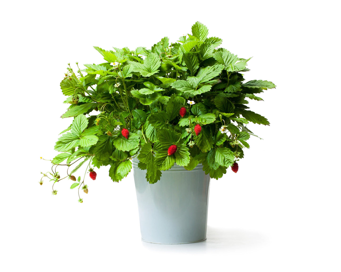 60 RUEGEN STRAWBERRY Everbearing Alpine Fragaria Vesca Red Berry Fruit White Flower Seeds