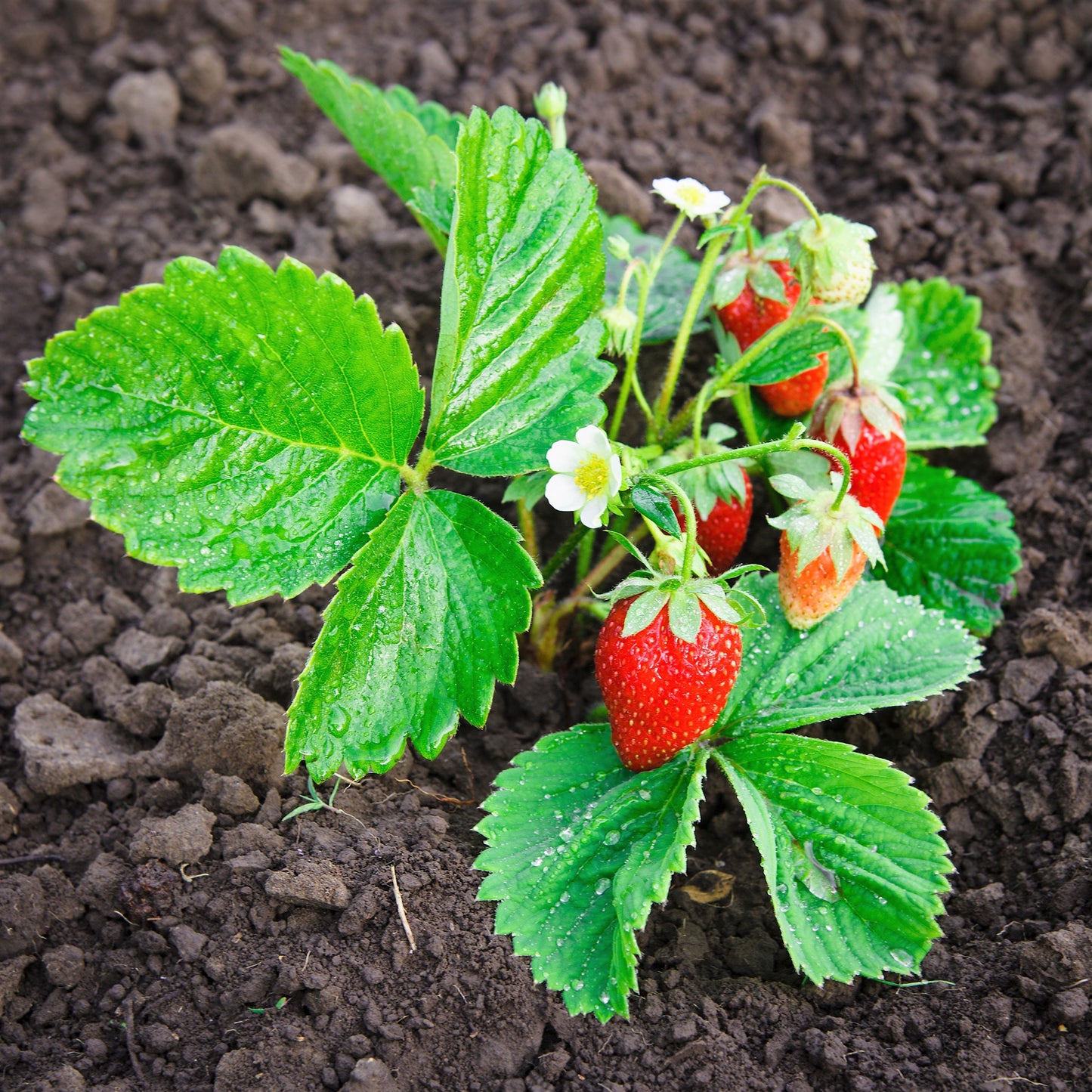 60 RUEGEN STRAWBERRY Everbearing Alpine Fragaria Vesca Red Berry Fruit White Flower Seeds