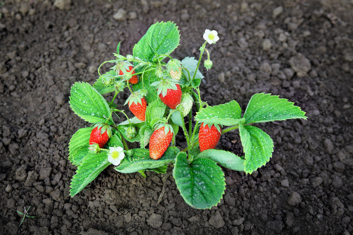 60 RUEGEN STRAWBERRY Everbearing Alpine Fragaria Vesca Red Berry Fruit White Flower Seeds