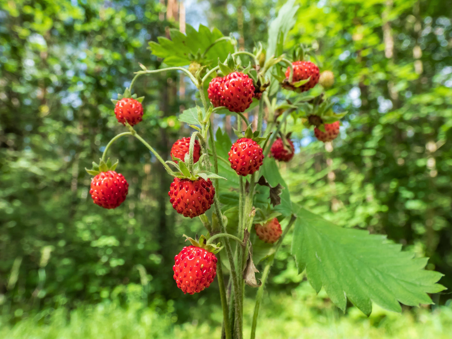 60 RUEGEN STRAWBERRY Everbearing Alpine Fragaria Vesca Red Berry Fruit White Flower Seeds