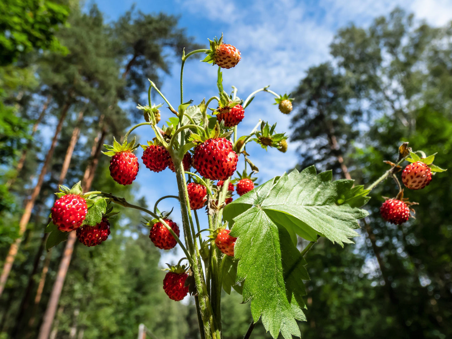 60 RUEGEN STRAWBERRY Everbearing Alpine Fragaria Vesca Red Berry Fruit White Flower Seeds