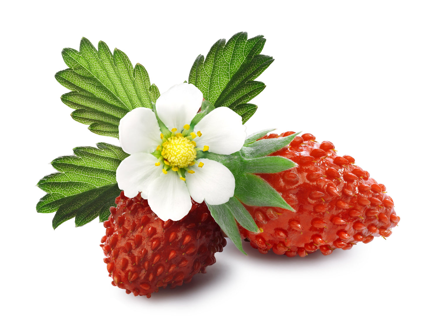 60 RUEGEN STRAWBERRY Everbearing Alpine Fragaria Vesca Red Berry Fruit White Flower Seeds