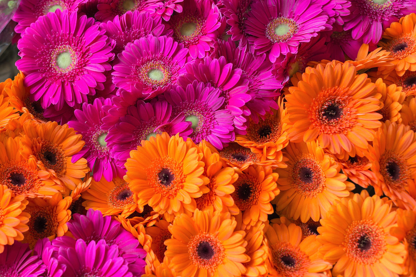 20 GERBER DAISY Mix Gerbera Jamesonii aka Barberton or African Daisy Mixed Colors Pink Purple Red Orange Yellow White Flower Seeds