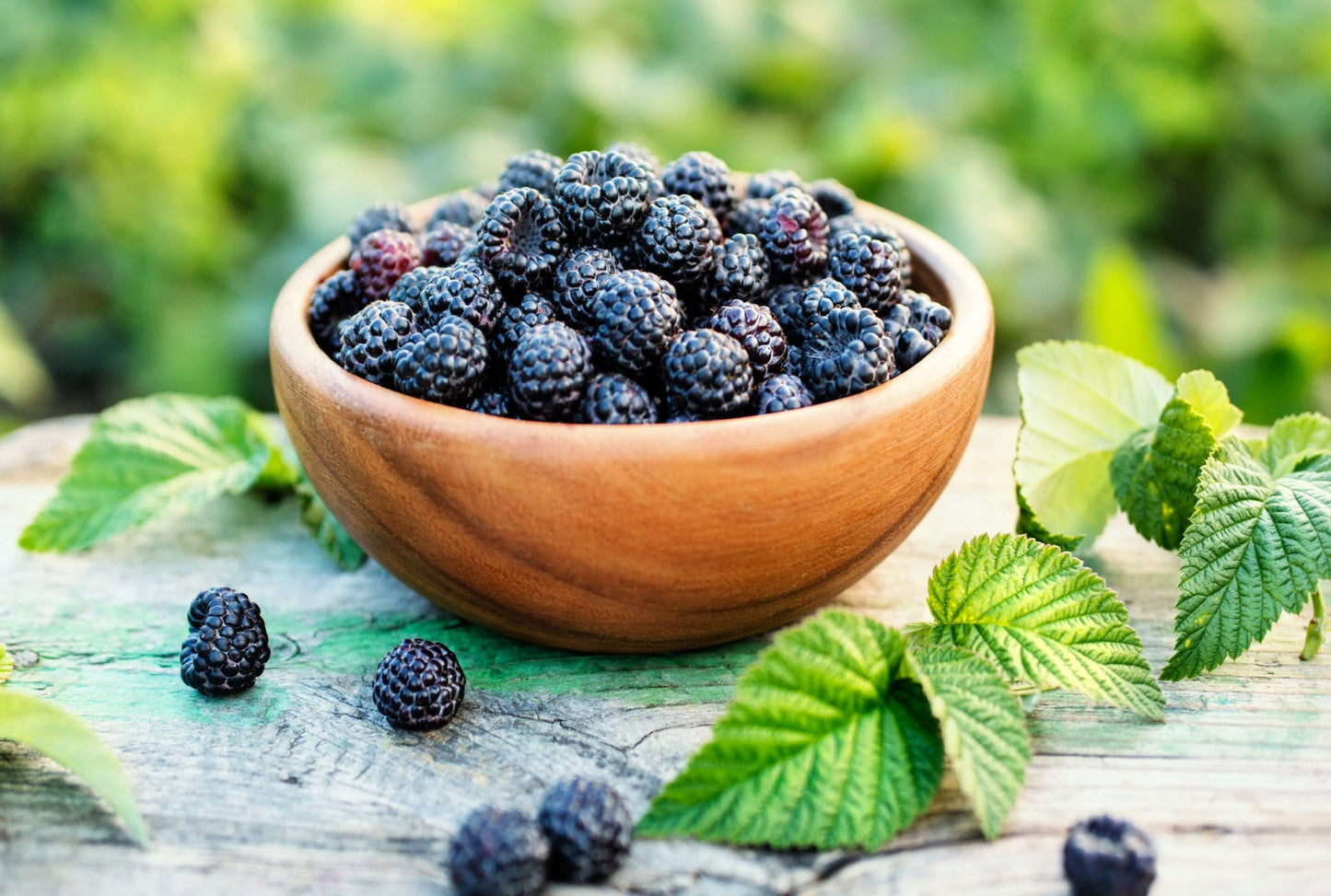 50 WHITEBARK Black RASPBERRY Western Blackcap Raspberry Rubus Leucodermis Native Fruit Berry Seeds