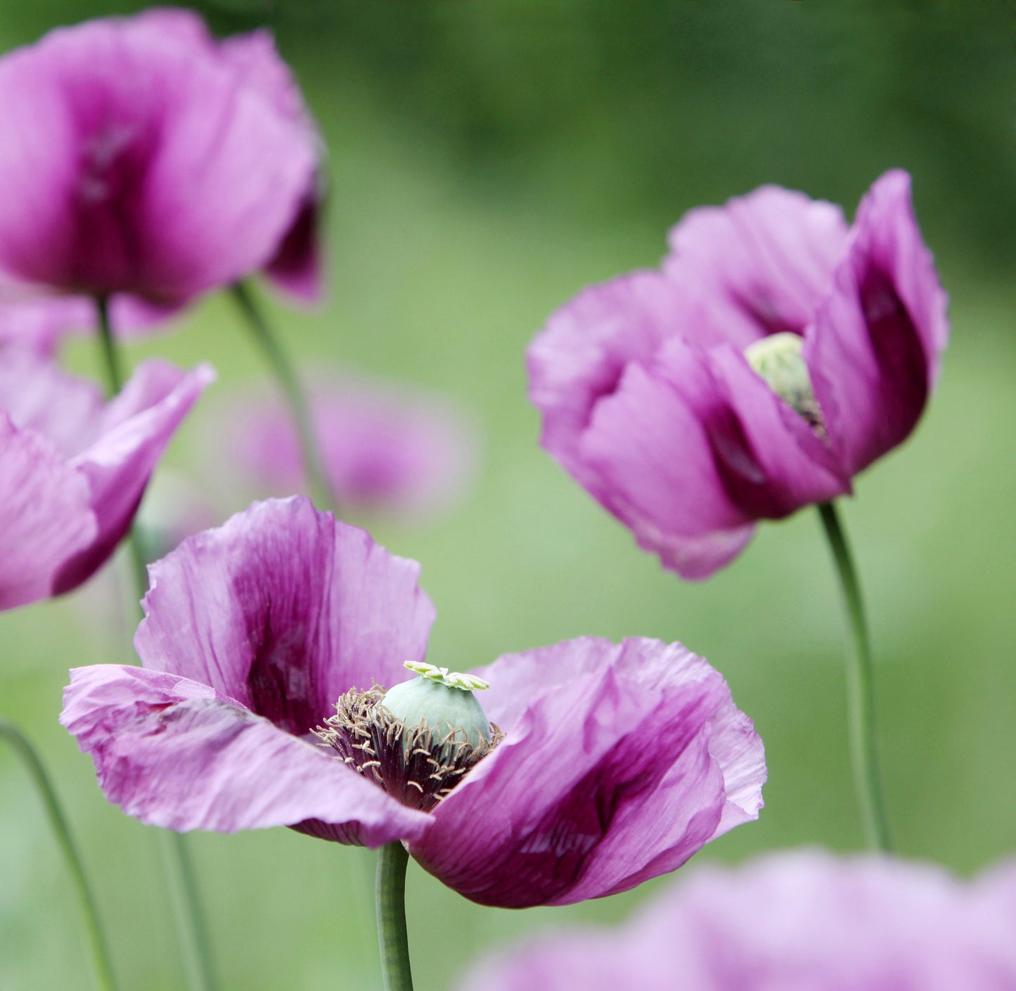 500 Organic TURKISH BLUE POPPY Heirloom Papaver Somniferum Purple to Red Flower Seeds