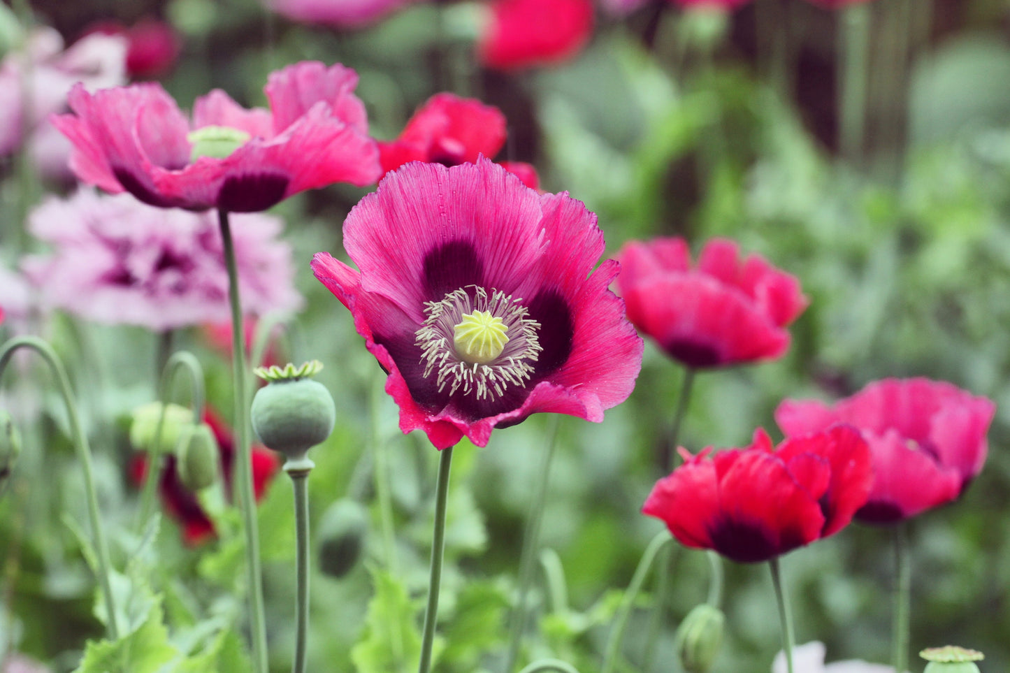 500 Organic TURKISH BLUE POPPY Heirloom Papaver Somniferum Purple to Red Flower Seeds