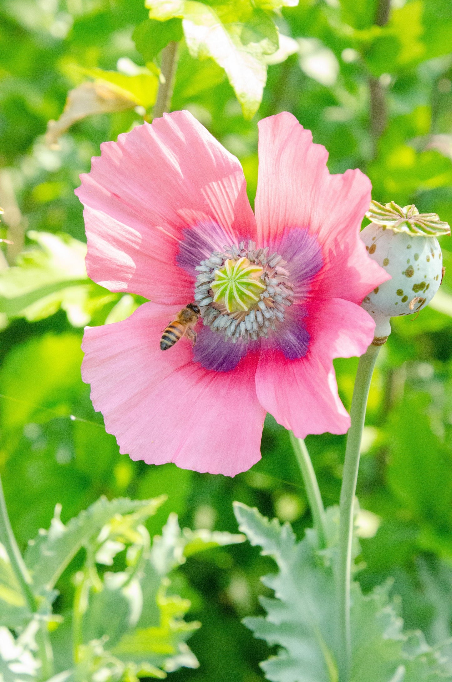 500 Organic TURKISH BLUE POPPY Heirloom Papaver Somniferum Purple to Red Flower Seeds