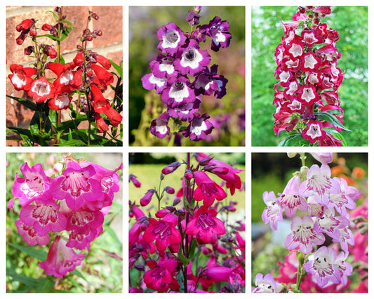 100 SENSATION MIX PENSTEMON Hartwegii Beardtongue Mixed Colors Two Tone Red, Pink, White, Purple, White Flower Seeds