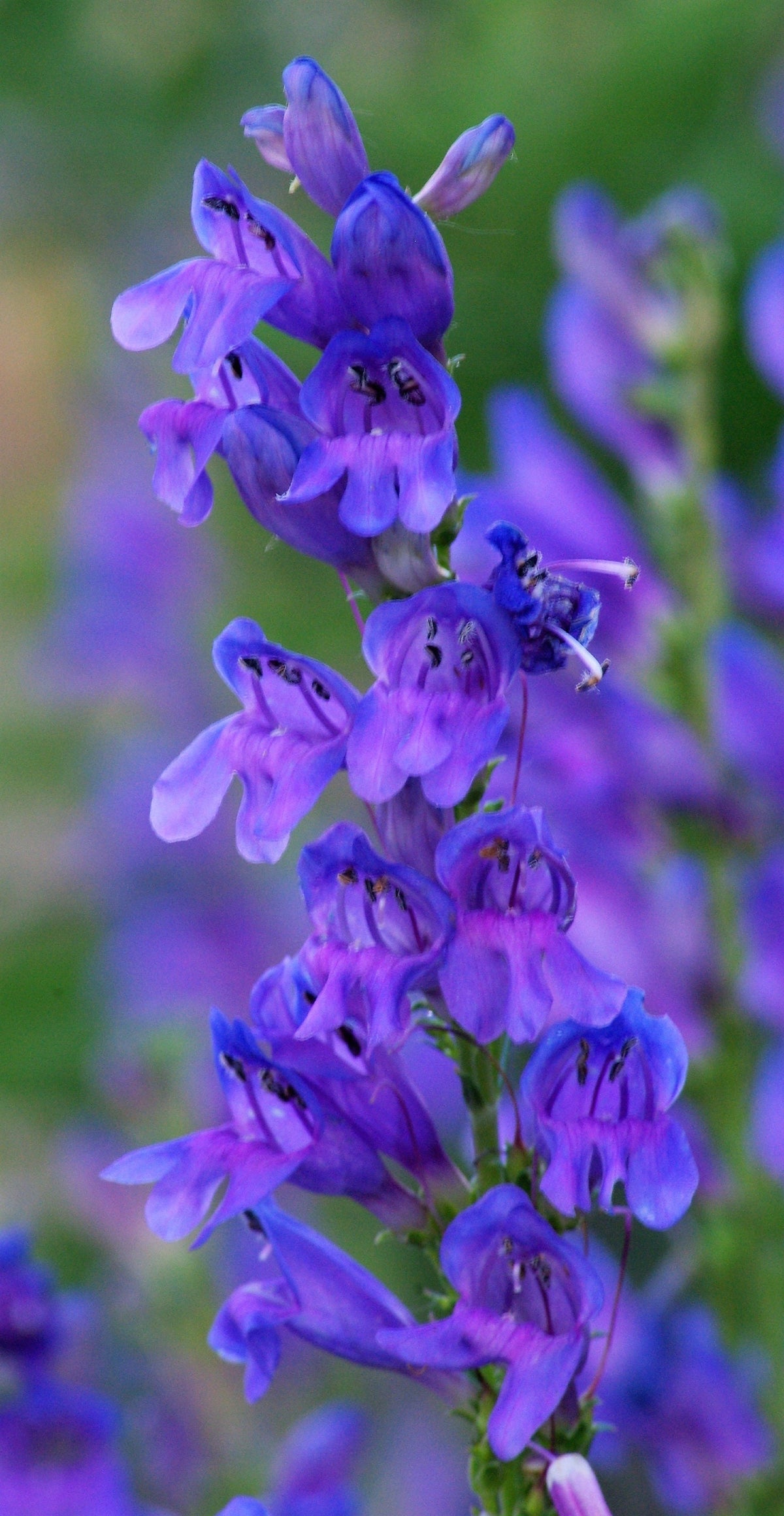 Native Penstemon 250 NATIVE MIX Beardtongue PENSTEMON Grandiflorus, Strictus, Cobaea, P ...