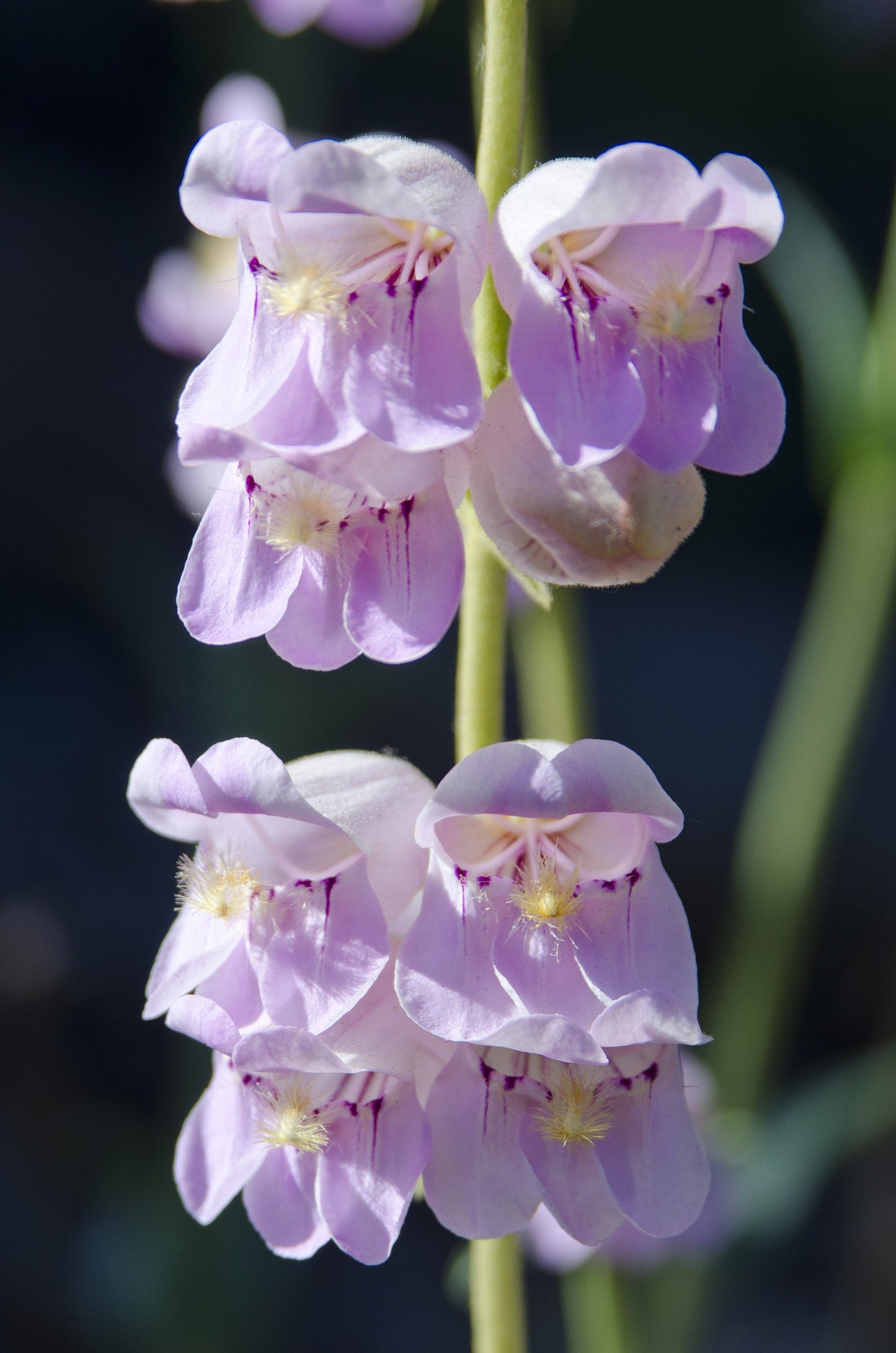 250 NATIVE MIX Beardtongue PENSTEMON Grandiflorus, Strictus, Cobaea, Palmeri, Digitalis, Pallidus - Pink White Blue Purple Flower Seeds