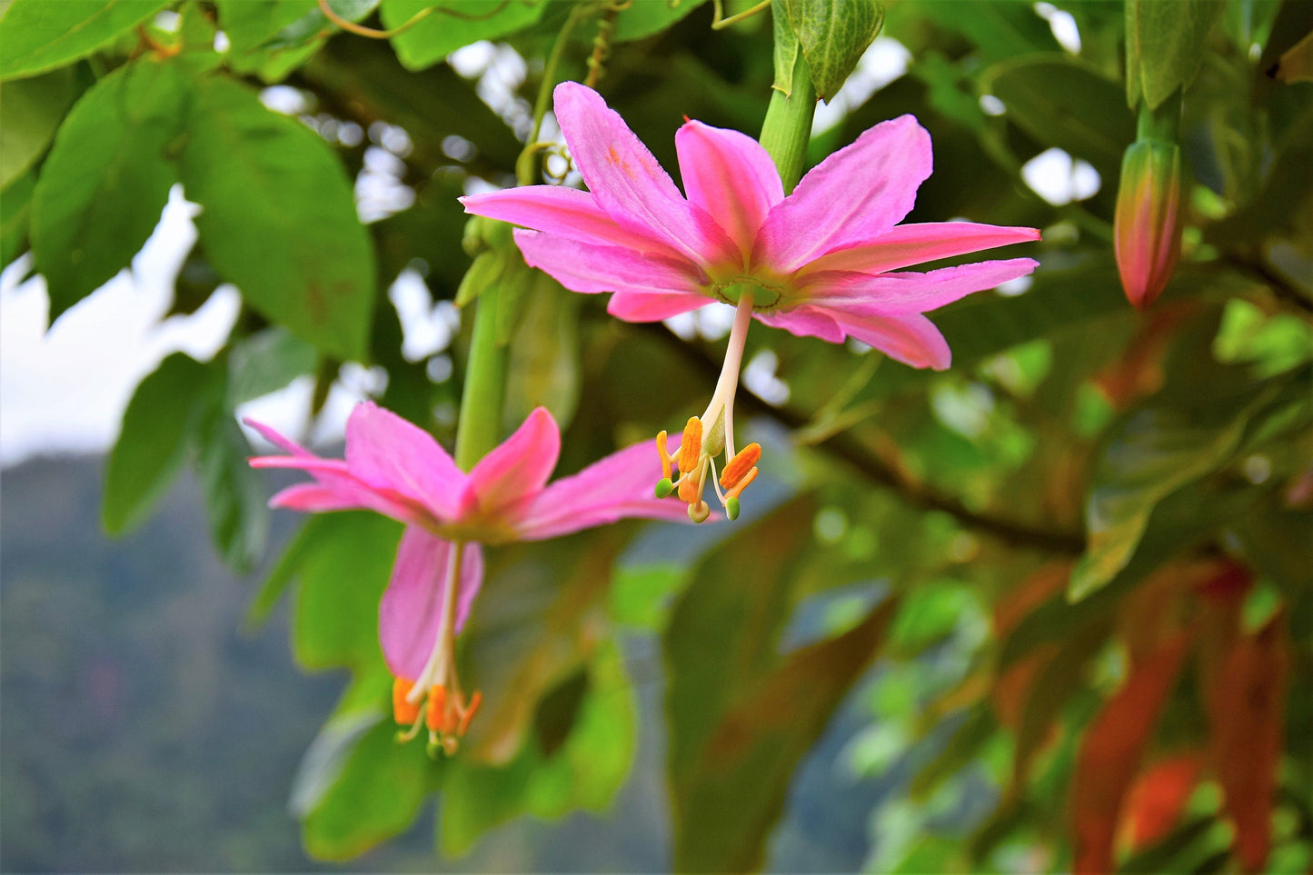 10 BANANA PASSION FRUIT Pink Passion Flower Passiflora Mollissima Yellow Skin Orange Pulp Vine Seeds
