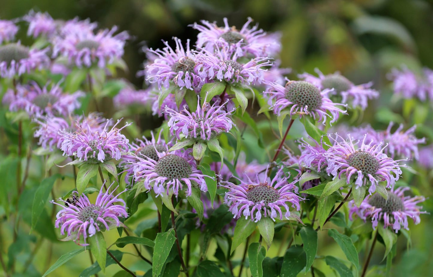 1000 WILD BERGAMOT Monarda Fistulosa aka Mintleaf Bee Balm & Oswego Tea Native Herb Purple Flower Seeds