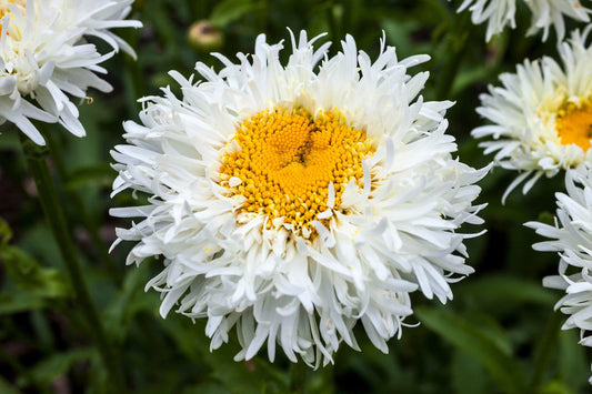 30 Double CRAZY DAISY Leucanthemum x Superbum Big 3" Frizzled White Yellow Shasta Flower Seeds