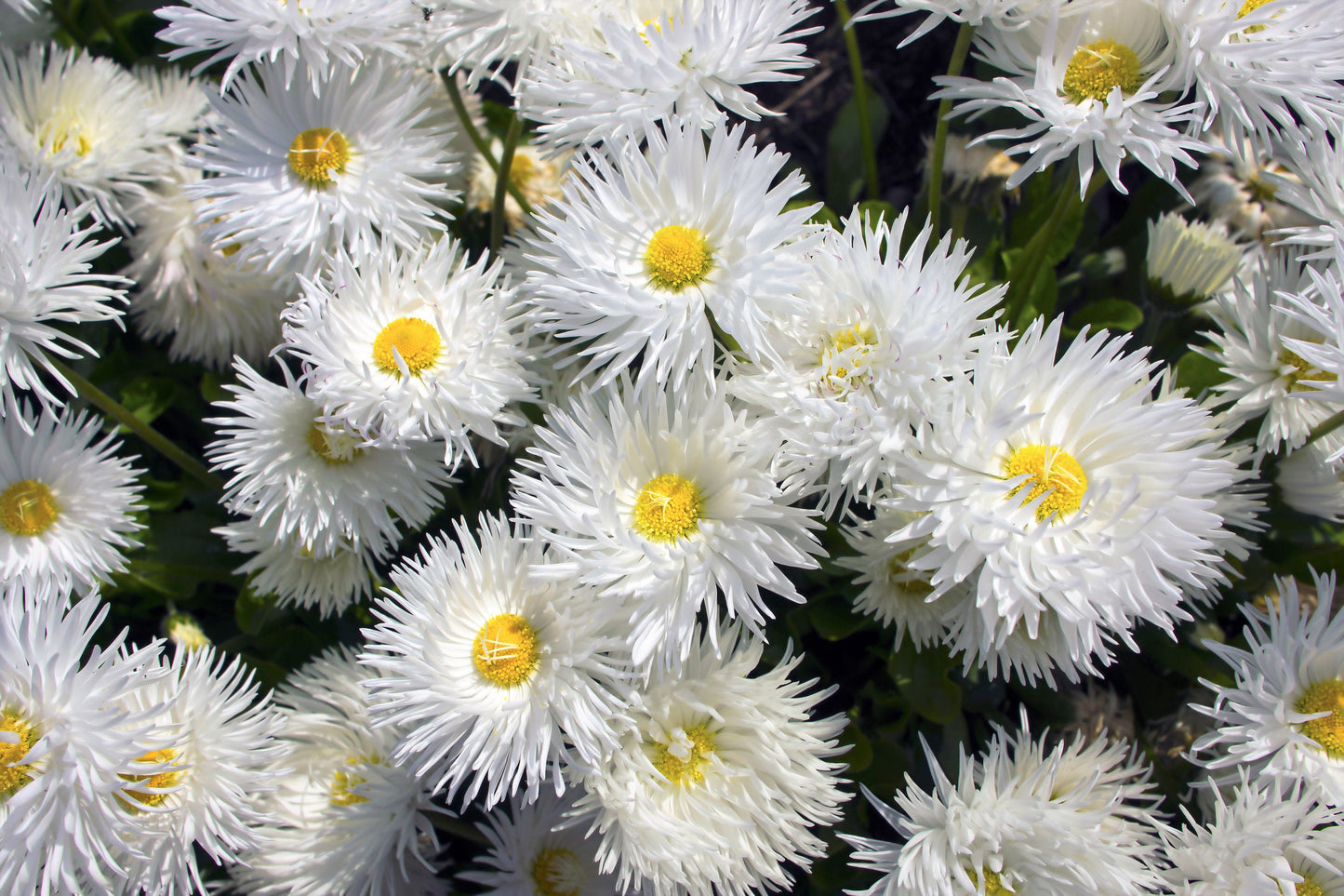 30 Double CRAZY DAISY Leucanthemum x Superbum Big 3" Frizzled White Yellow Shasta Flower Seeds