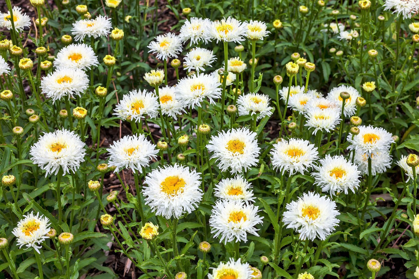 30 Double CRAZY DAISY Leucanthemum x Superbum Big 3" Frizzled White Yellow Shasta Flower Seeds