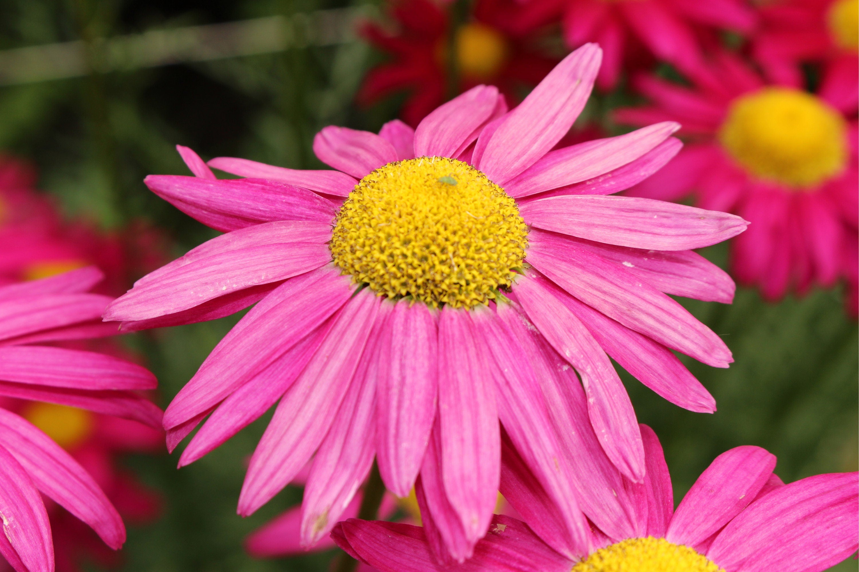 100 Rose PINK ROBINSONS DAISY Painted Chrysanthemum Coccineum Pyrethru 100-rose-pink-robinsons-daisy-painted-chrysanthemum-coccineum-pyrethru