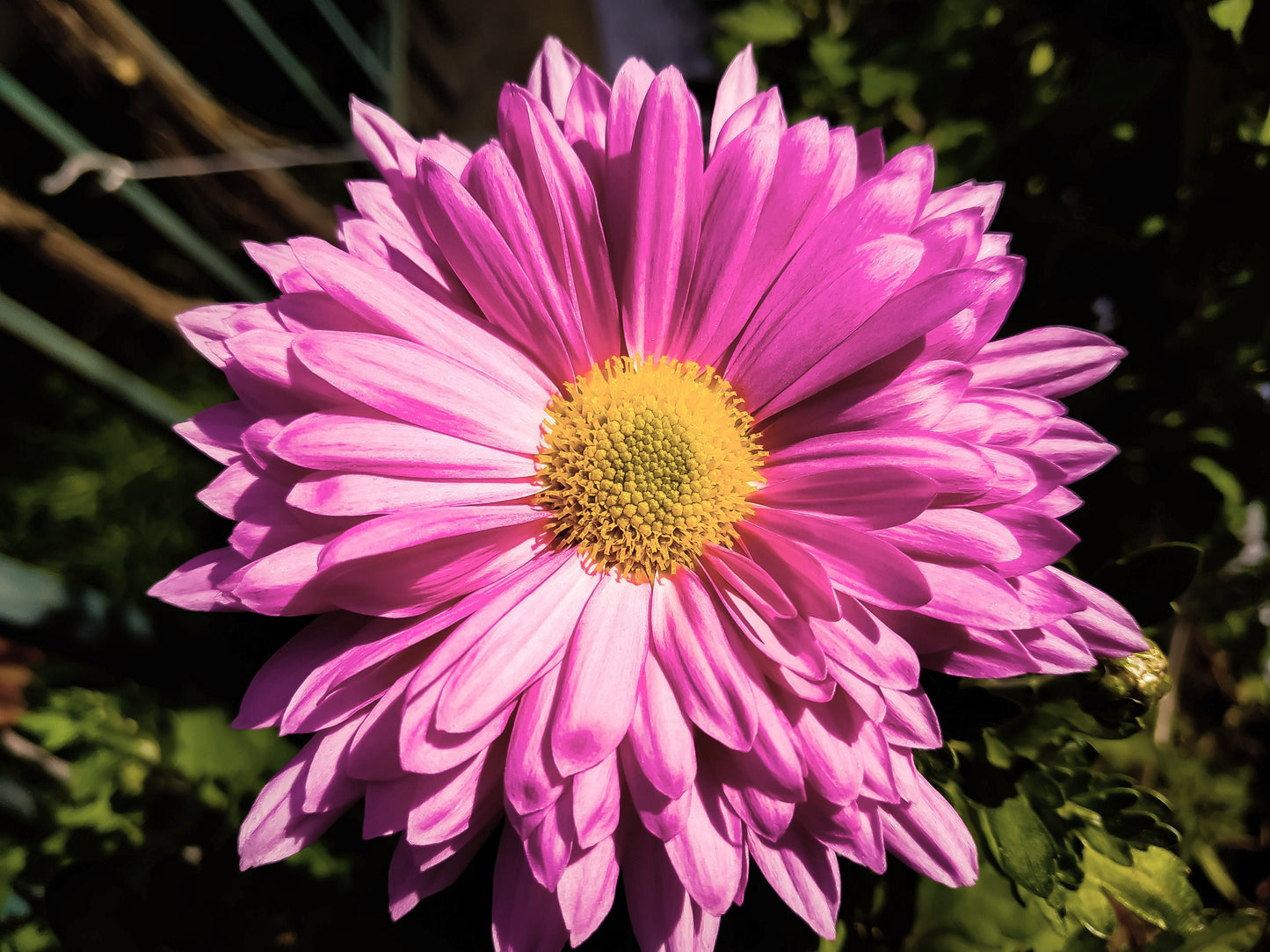 100 Rose PINK ROBINSONS DAISY Painted Chrysanthemum Coccineum Pyrethru ...
