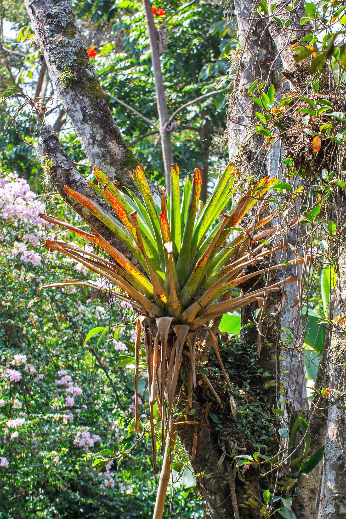 10 GIANT AIR PLANT Tillandsia Utriculata Bromeliad Spreading Airplant Giant Wild Pine Native Sun or Shade Houseplant Flower Seeds