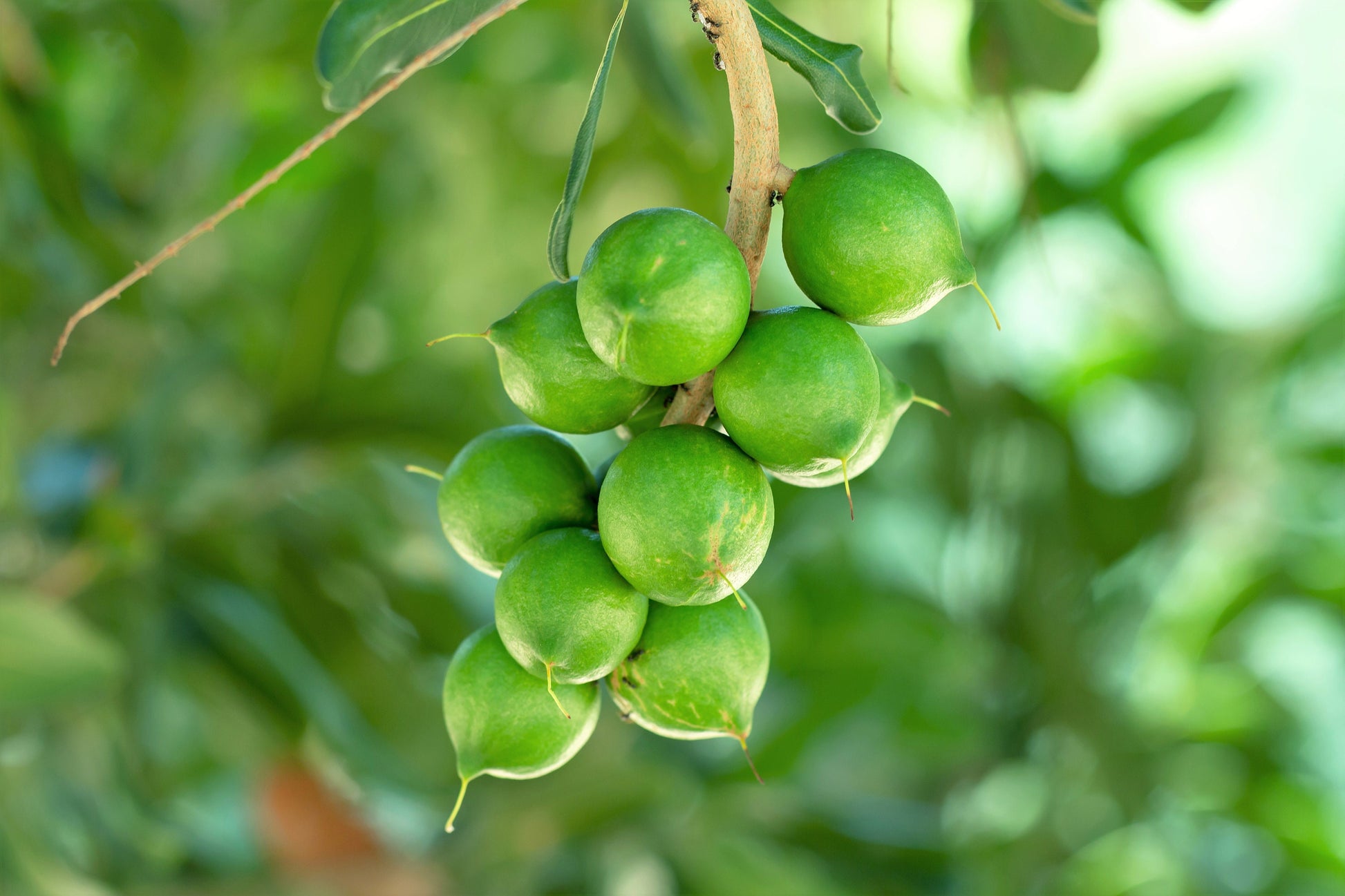 macadamia nut plant seed 5 MACADAMIA NUT Tree Macadamia Integrifolia Brown Shell Beige Nut Frui – Seedville USA