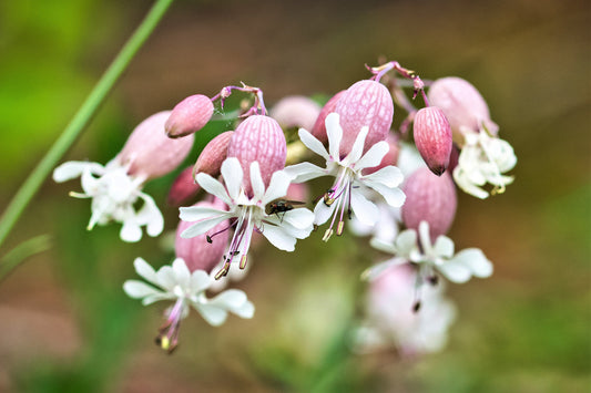 100 MAIDENSTEARS Silene Vulgaris aka Bladder Campion Maidens Tears Pink & White Flower Seeds