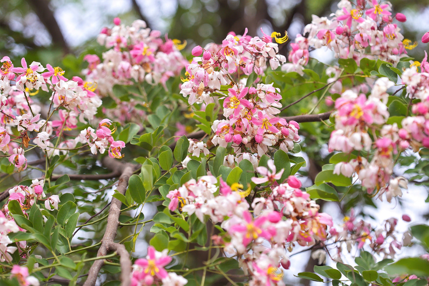 5 PINK SHOWER TREE Cassia Javanica aka Rainbow Shower & Apple Blossom Tree Two Tone Pink, White, Yellow Flower Seeds
