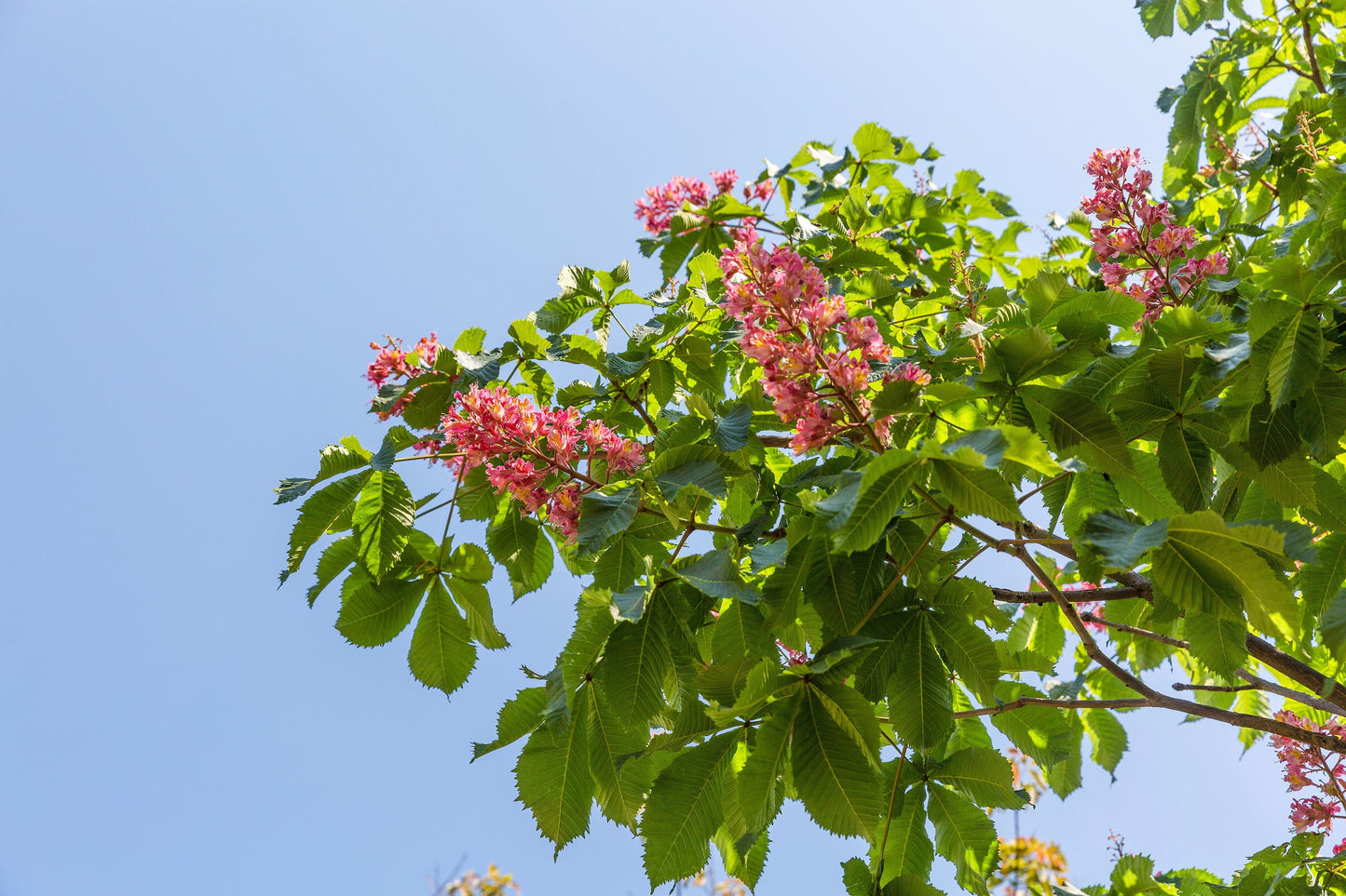 20 EAST INDIAN ALMOND Tree Terminalia Myriocarpa aka Hollock Yellow Peach Pink Flower Seeds