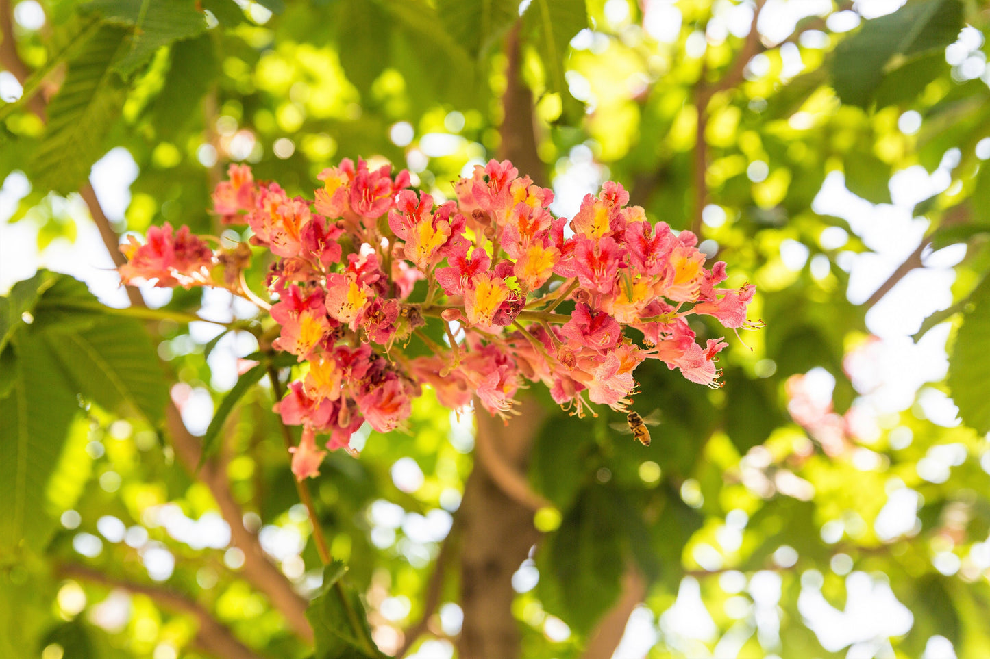 20 EAST INDIAN ALMOND Tree Terminalia Myriocarpa aka Hollock Yellow Peach Pink Flower Seeds