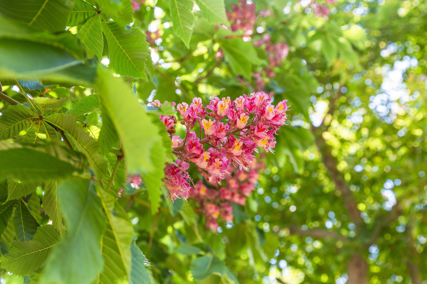 20 EAST INDIAN ALMOND Tree Terminalia Myriocarpa aka Hollock Yellow Peach Pink Flower Seeds