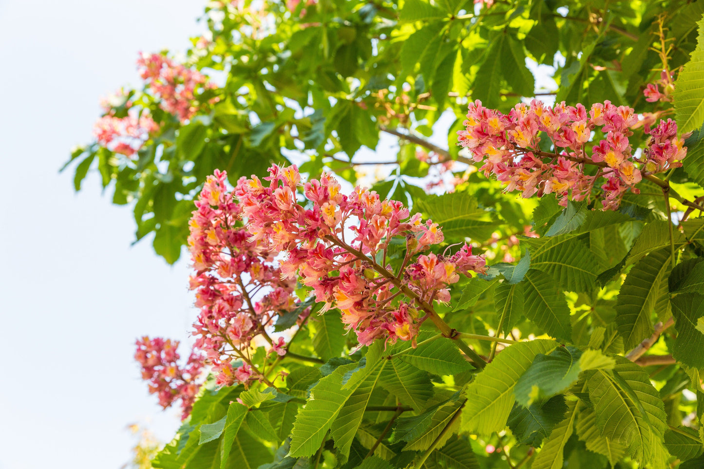 20 EAST INDIAN ALMOND Tree Terminalia Myriocarpa aka Hollock Yellow Peach Pink Flower Seeds