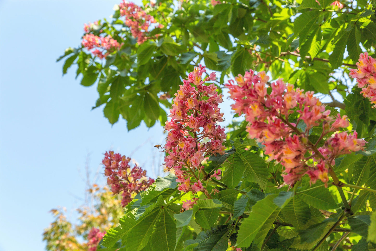 20 EAST INDIAN ALMOND Tree Terminalia Myriocarpa aka Hollock Yellow Peach Pink Flower Seeds