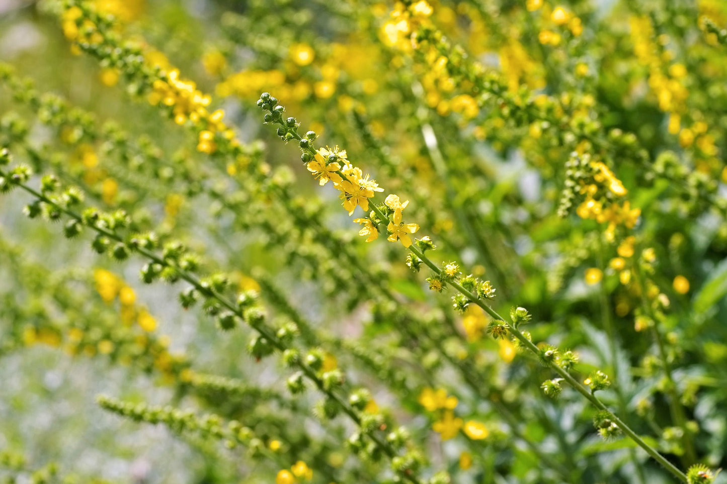 15 CHURCH STEEPLES Agrimonia Eupatoria aka Agrimony or Sticklewort Perennial Herb Yellow Flower Seeds