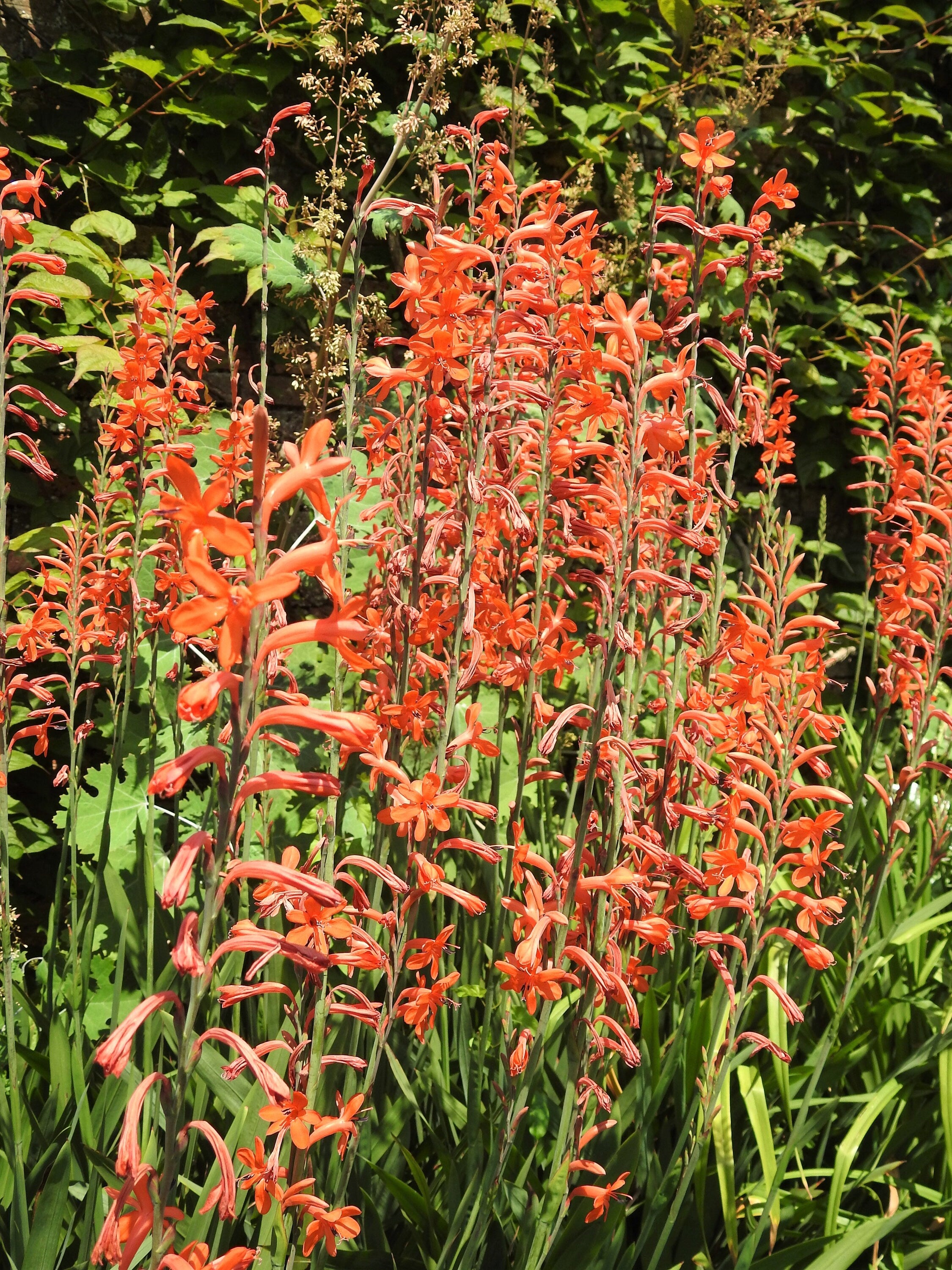 5 AFRICAN FLAG Chasmanthe Floribunda Cornflag Red Orange