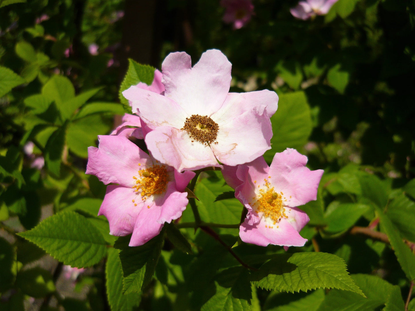10 CLIMBING MICHIGAN ROSE Rosa Setigera aka Climbing Prairie or Illinois Rose Native Pink Flower Seeds