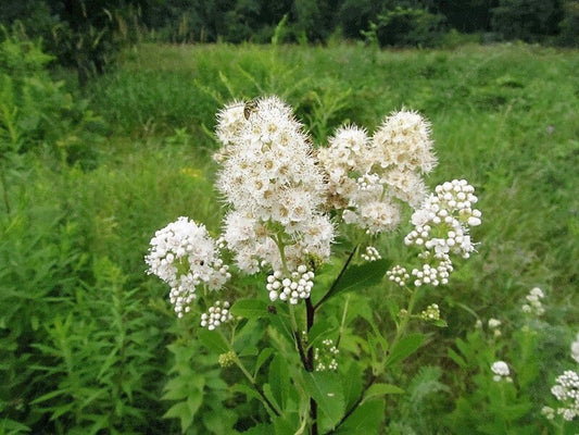 100 WHITE MEADOWSWEET Spiraea Alba Narrow Leaved Queen of the Prairie Native Flower Shrub Seeds