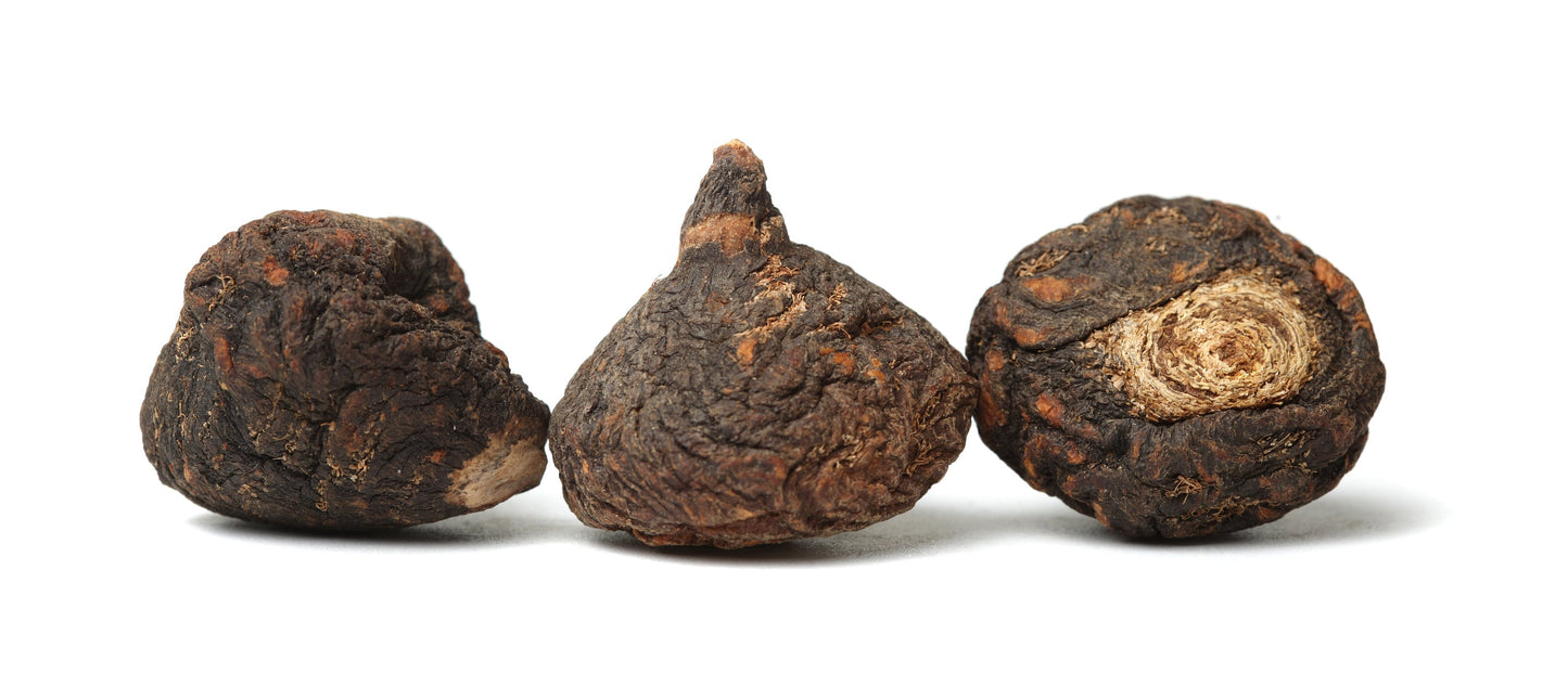 maca plant seeds 50 BLACK MACA Peruvian Ginseng Maka Lepidium Meyenii syn. Peruvianum H – Seedville USA