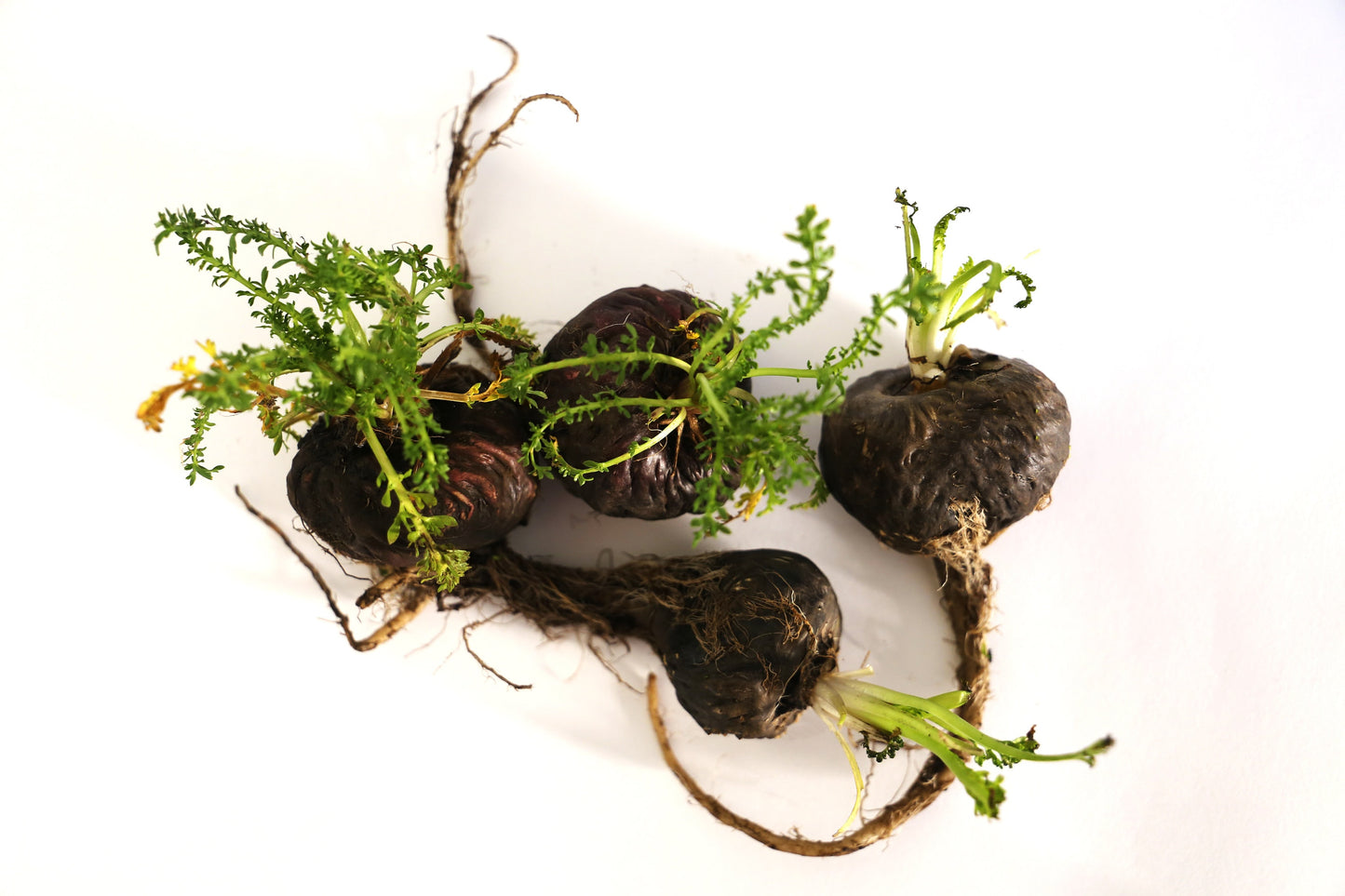 maca root plant seeds 50 BLACK MACA Peruvian Ginseng Maka Lepidium Meyenii syn. Peruvianum H – Seedville USA