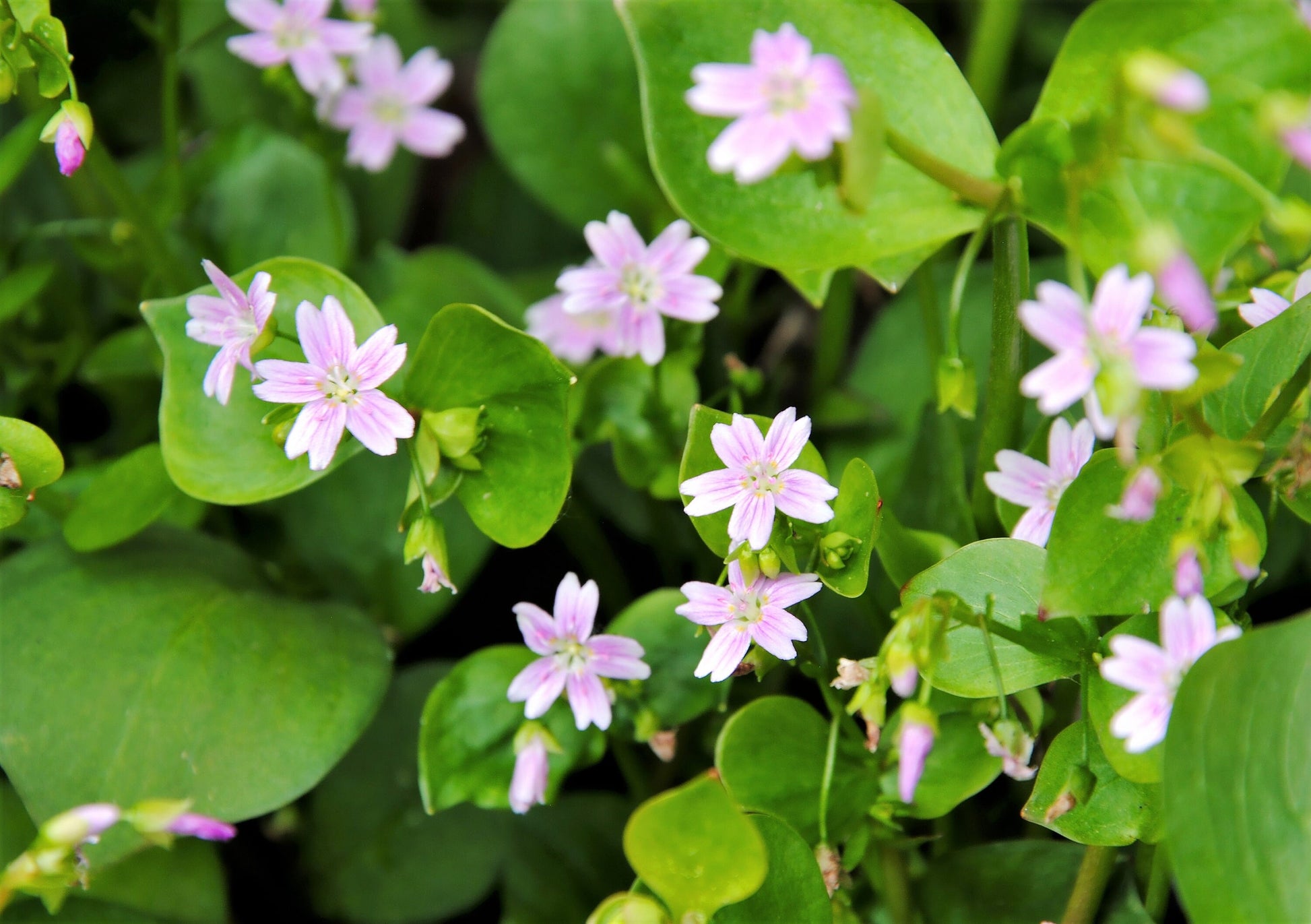 spring beauty succulent 20 SIBERIAN SPRING BEAUTY Claytonia Sibirica aka Candy Flower, Pink Pu – Seedville USA