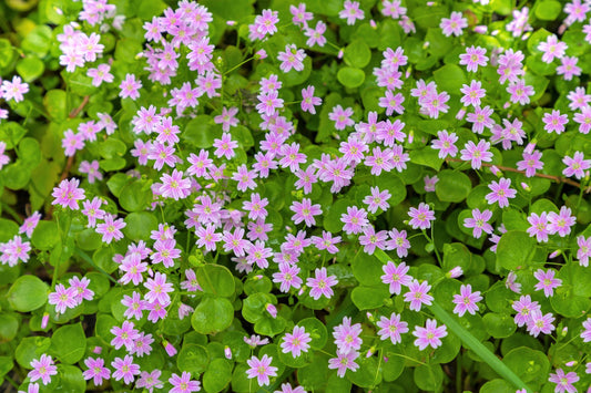 20 SIBERIAN SPRING BEAUTY Claytonia Sibirica aka Candy Flower, Pink Purslane, Siberian Miner's Lettuce Pink Striped Shade Flower Native Herb Seeds