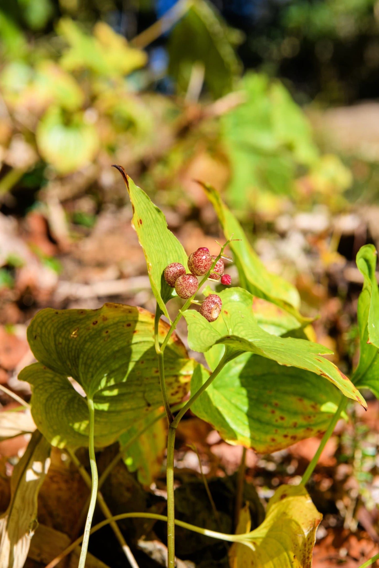 15 BEADRUBY Maianthemum Dilatatum aka False Lily of the Valley, Solomon's Seal, Snakeberry, May Lily, Native White Flower Red Berry Moist Shade Seeds