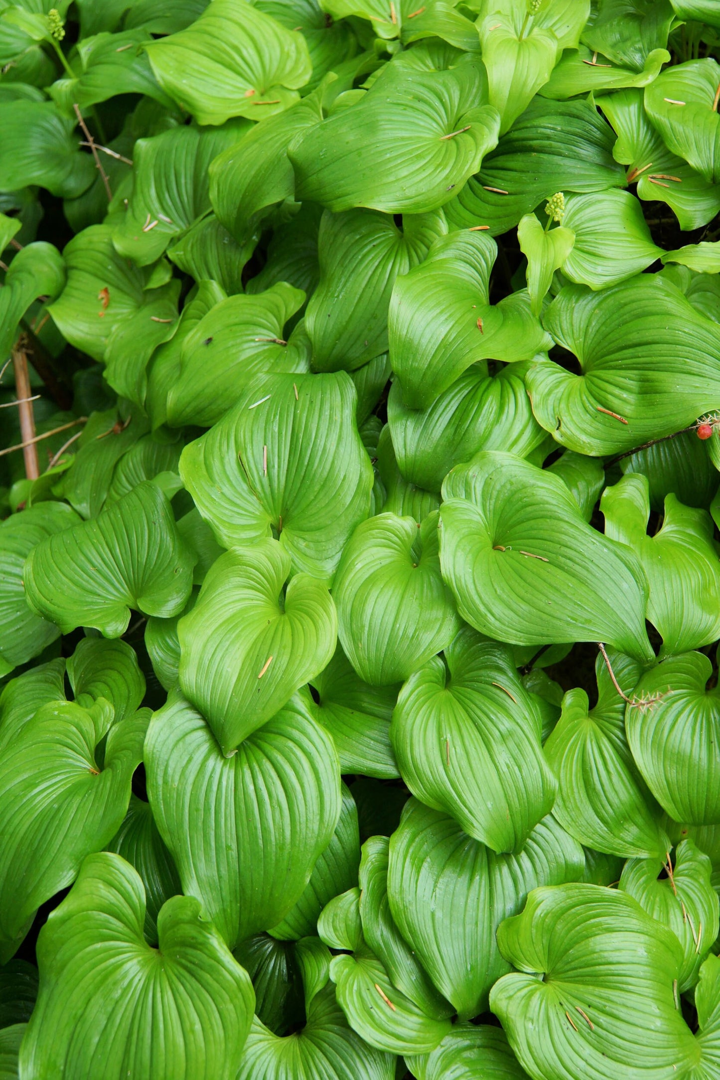 15 BEADRUBY Maianthemum Dilatatum aka False Lily of the Valley, Solomon's Seal, Snakeberry, May Lily, Native White Flower Red Berry Moist Shade Seeds