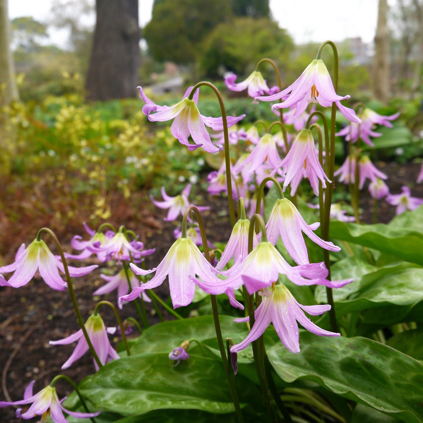 10 PINK FAWN LILY aka Trout Lily, Avalanche Lily, & Dog's Tooth Violet Erythronium Revolutum Native Flower Seeds