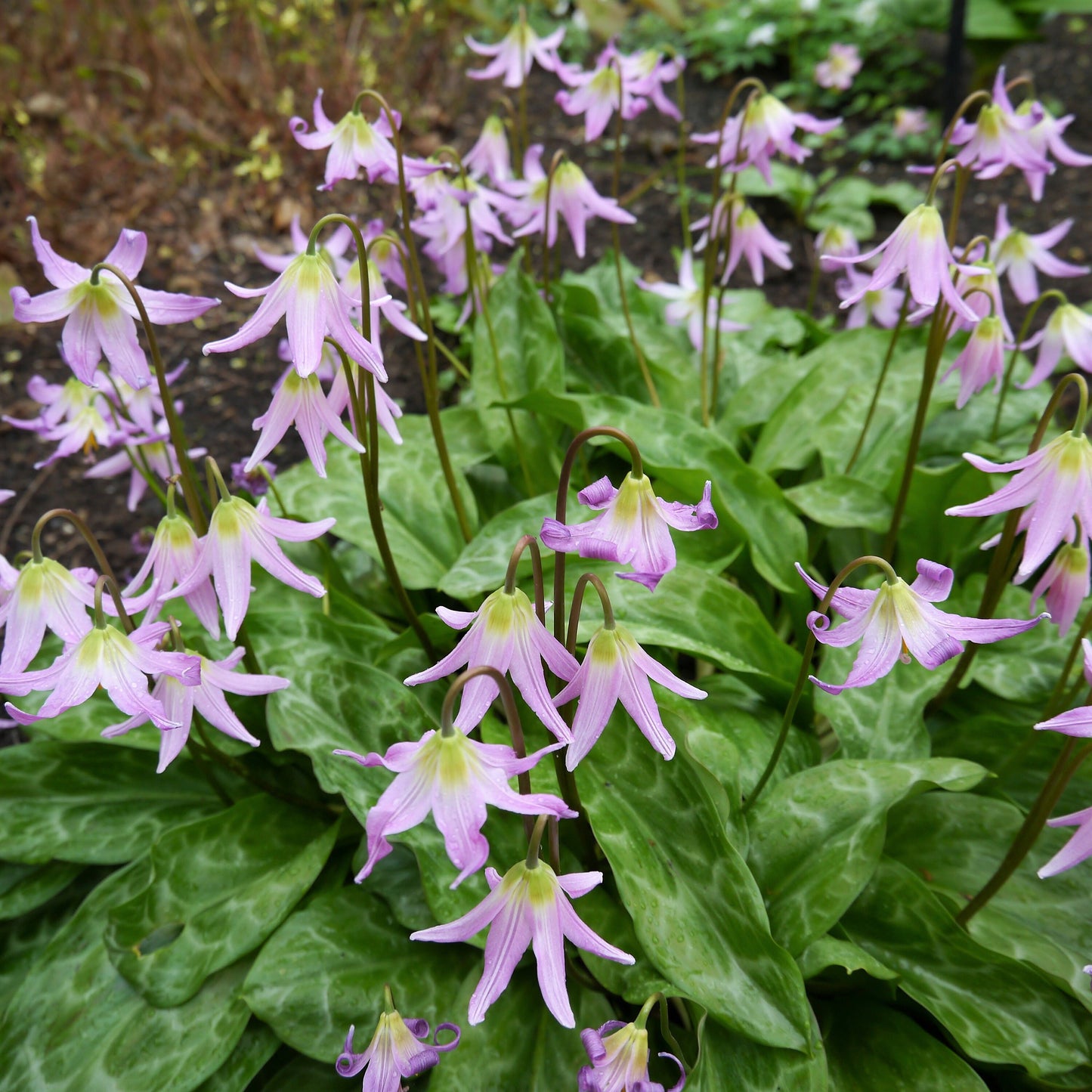 10 PINK FAWN LILY aka Trout Lily, Avalanche Lily, & Dog's Tooth Violet Erythronium Revolutum Native Flower Seeds