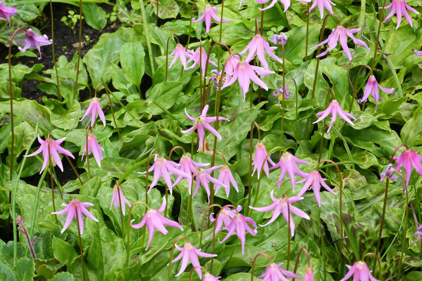 10 PINK FAWN LILY aka Trout Lily, Avalanche Lily, & Dog's Tooth Violet Erythronium Revolutum Native Flower Seeds