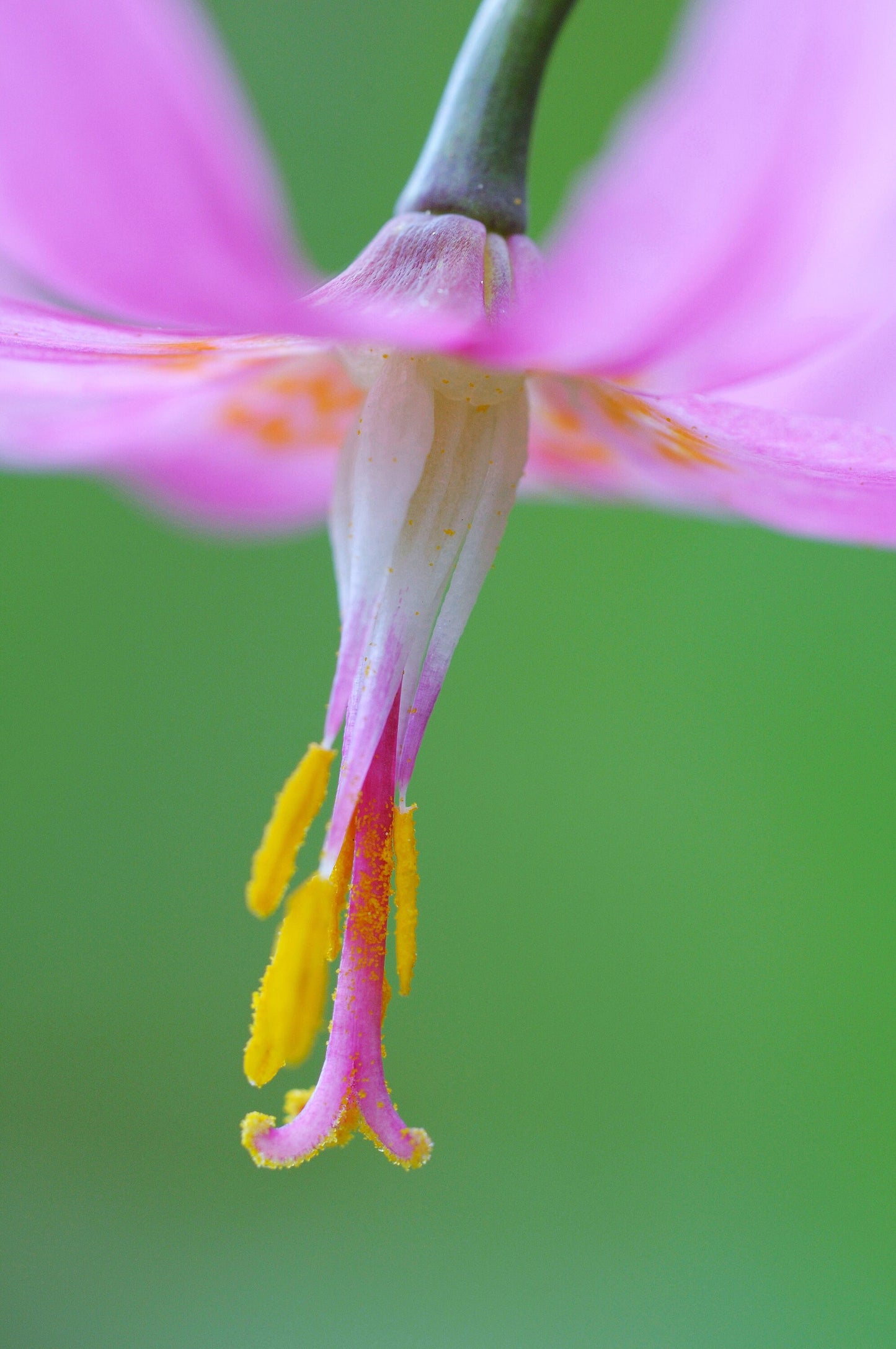 fawn lily flower 10 PINK FAWN LILY aka Trout Lily, Avalanche Lily, & Dog's Tooth Violet – Seedville USA