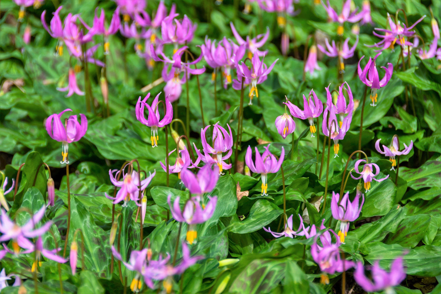 10 PINK FAWN LILY aka Trout Lily, Avalanche Lily, & Dog's Tooth Violet Erythronium Revolutum Native Flower Seeds