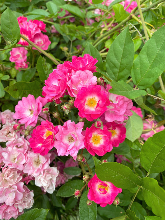 25 SWEET BRIAR ROSE Multiple Shades of Pink Eglantine Rose Rosa Eglanteria syn. Rosa Rubiginosa Flower Shrub Seeds