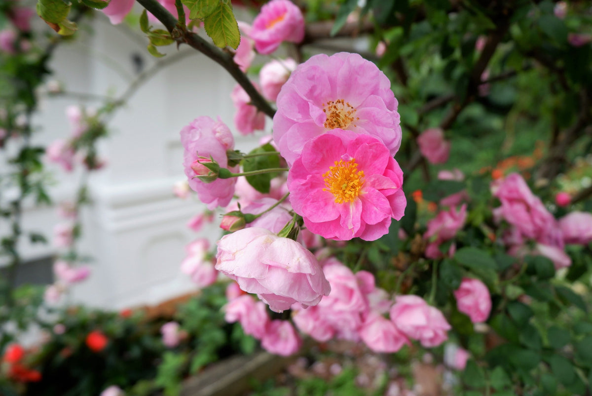 25 SWEET BRIAR ROSE Multiple Shades of Pink Eglantine Rose Rosa Eglant ...