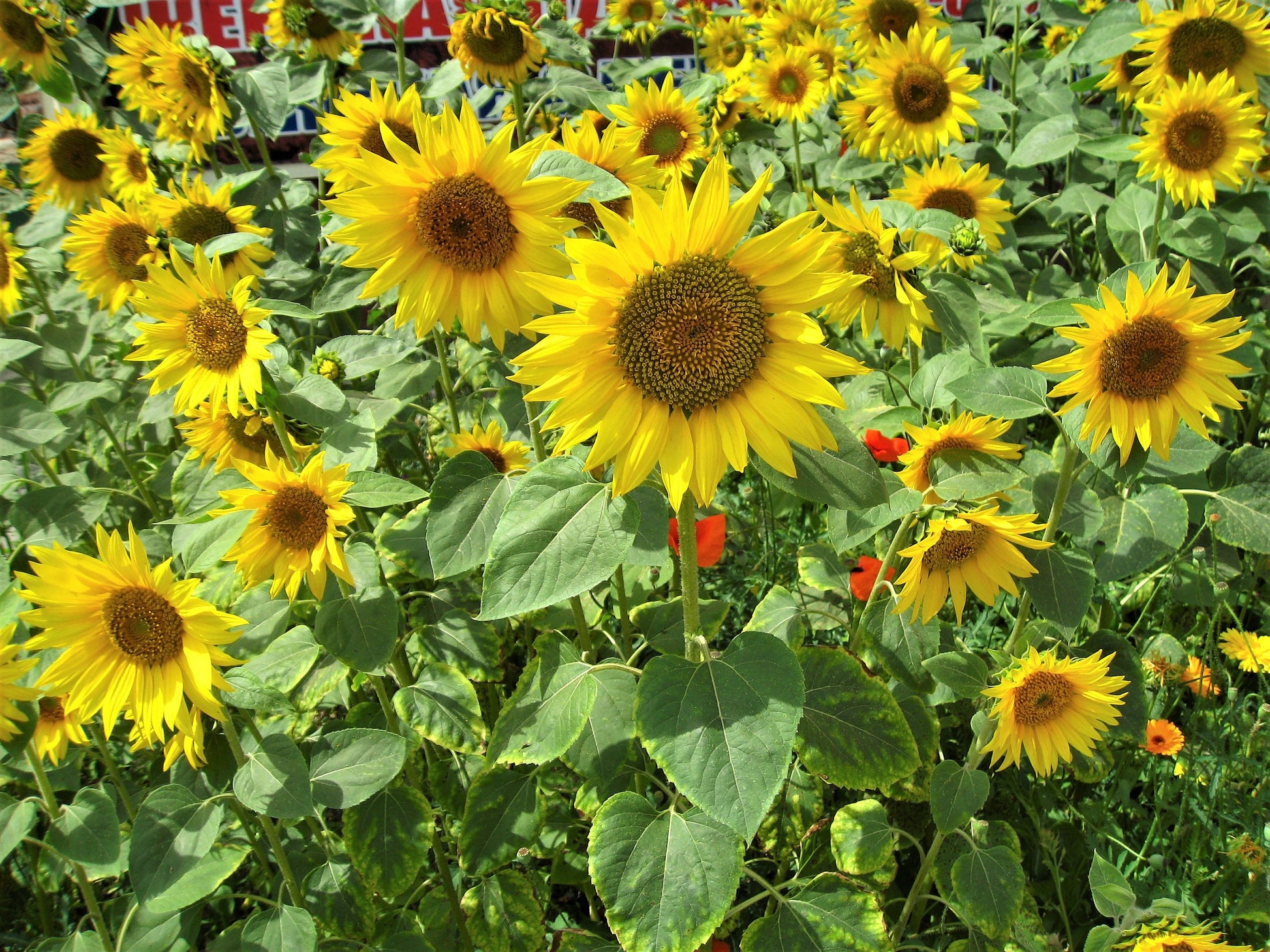 planting peredovik sunflower seeds 100 PEREDOVIK SUNFLOWER Helianthus Annuus aka Black Peredovik Good Oil – Seedville USA